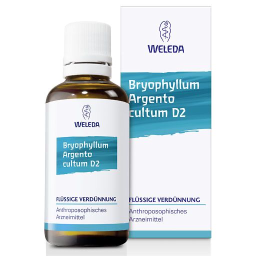 BRYOPHYLLUM ARGENTO cultum D 2 Dilution